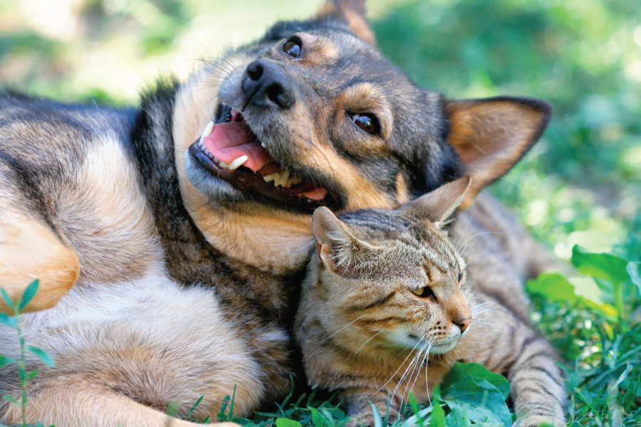 happy dog and cat cuddling in the grass