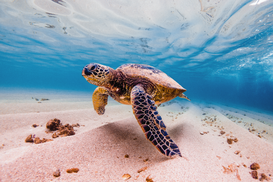 sea turtle in hawaii